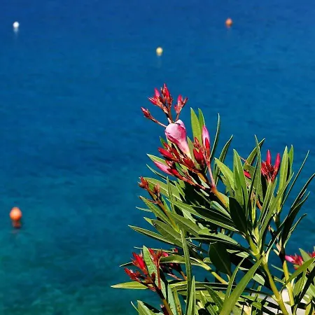Ariademar *