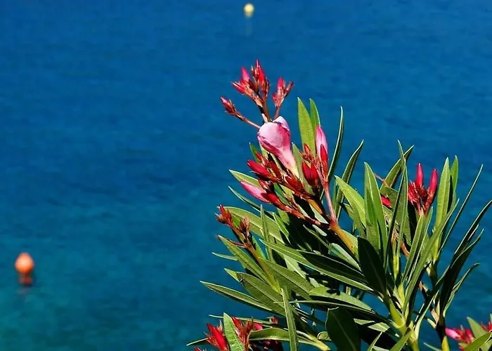 Ariademar *